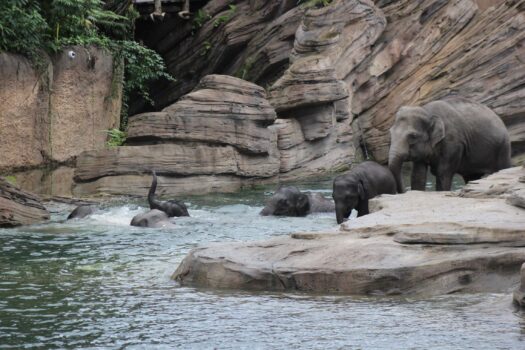 Wildlands Adventure Zoo Emmen