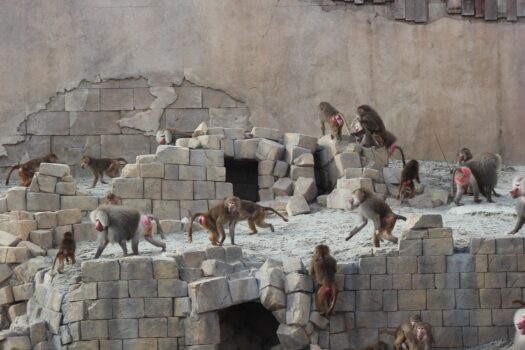 Wildlands Adventure Zoo Emmen