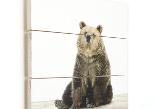 www.ArtyAnimals.nl van Halbe Boersma