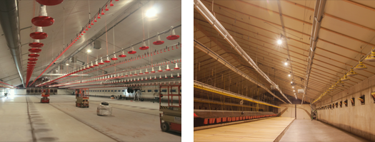 Verlichtingsconcepten LED factory verbeteren dierenwelzijn