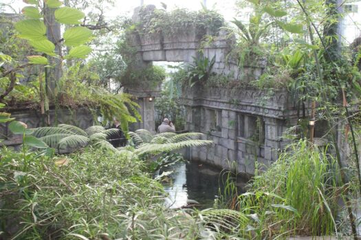 WILDLANDS: Op avontuur in de Vlindertempel