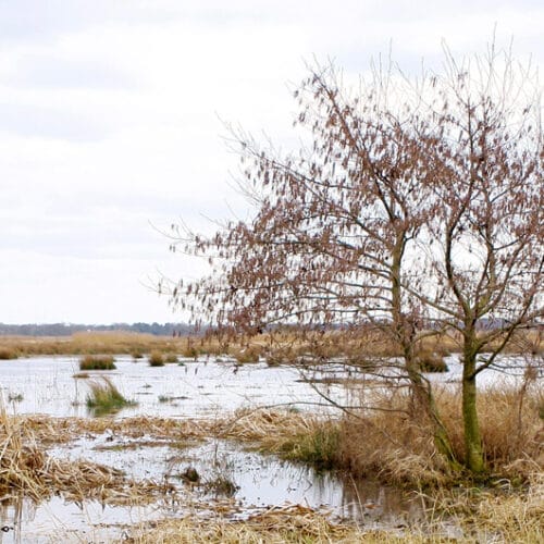 ‘Watercorridor laat de natuur voor je werken’