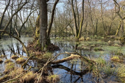 Natuurorganisaties doen oproep aan Waterschap Hunze & Aa’s