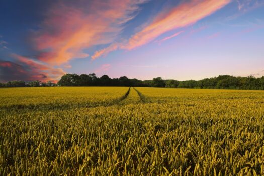 Subsidieregeling boerenexperimenten biologische landbouw