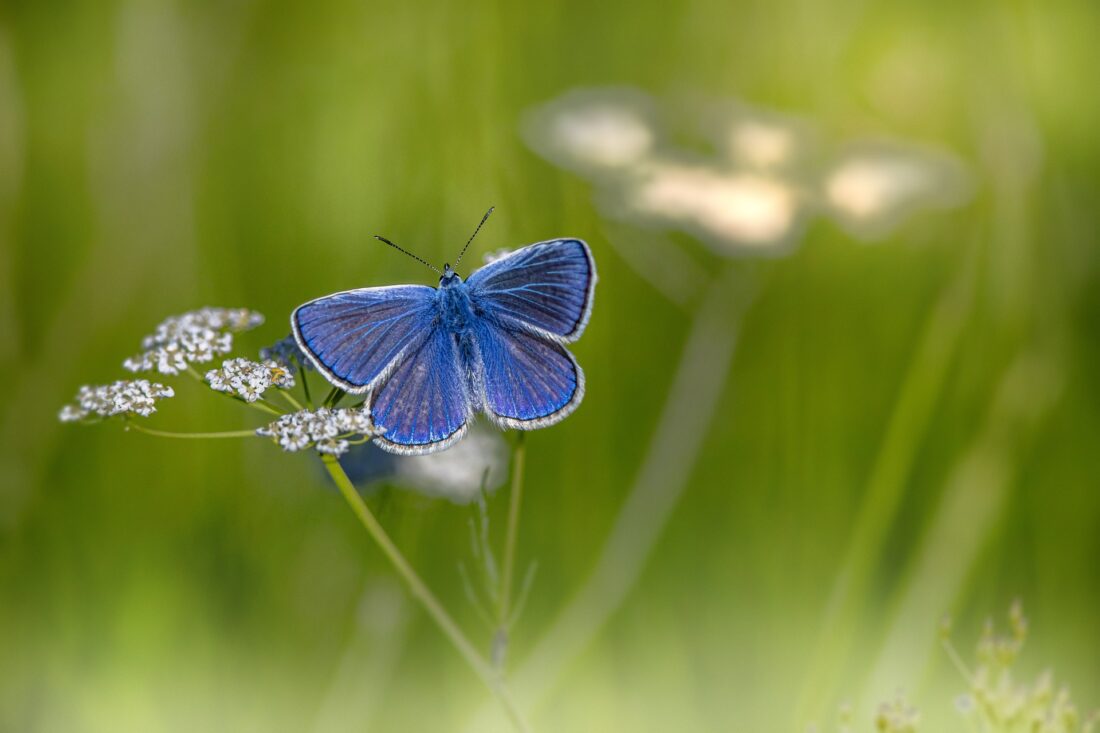 DoeZoo Insektenwereld is het ‘Leukste uitje van Groningen 2022