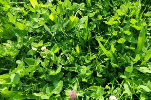 1001ha Kruidenrijk grasland: korting voor Drentse melkveehouders