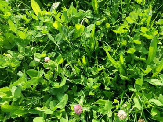 1001ha Kruidenrijk grasland: korting voor Drentse melkveehouders