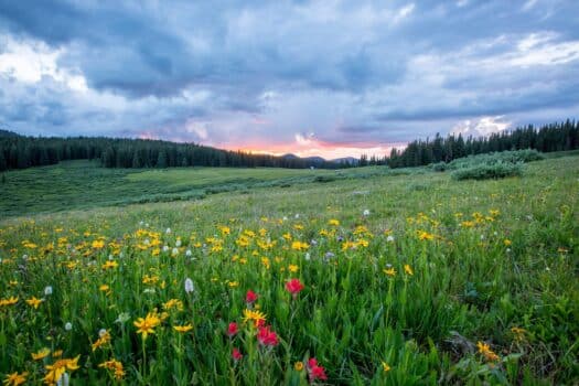 Subsidie voor boeren in de Drents-Groningse Veenkoloniën, Westerwolde en het Oldambt die experimenteren met natuurinclusieve landbouw