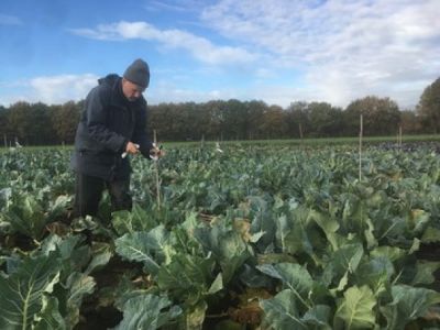 Zaadteelt in de biologische landbouw