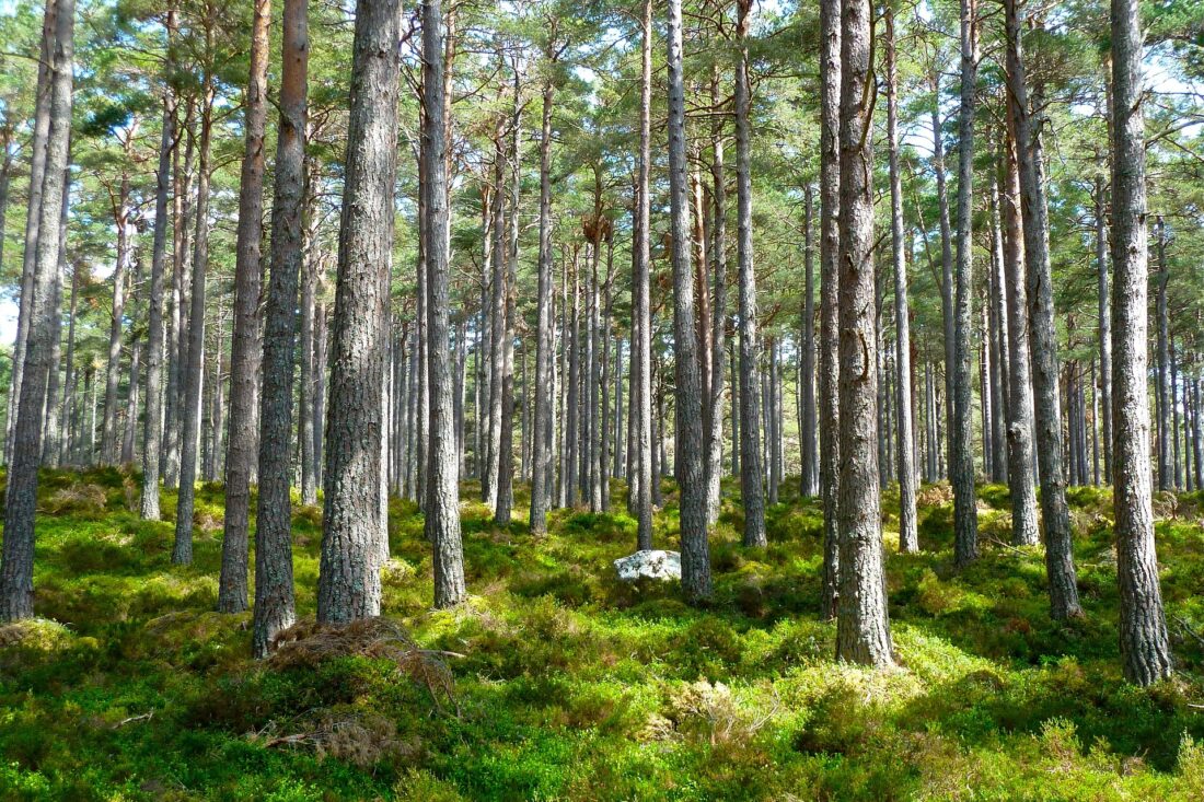 Oud gronddepot in Groningen wordt klimaatbestendig bos