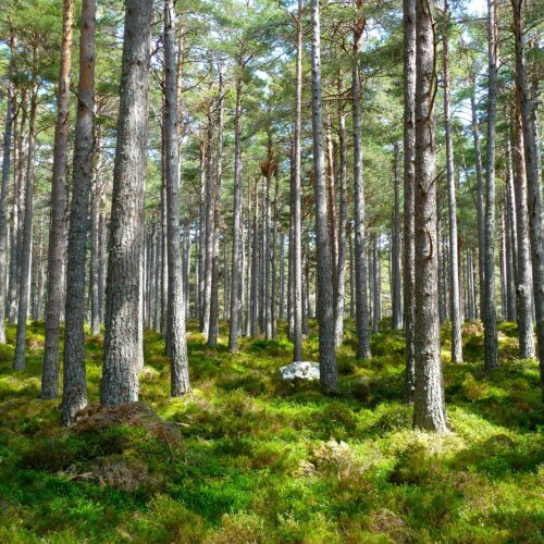 Oud gronddepot in Groningen wordt klimaatbestendig bos