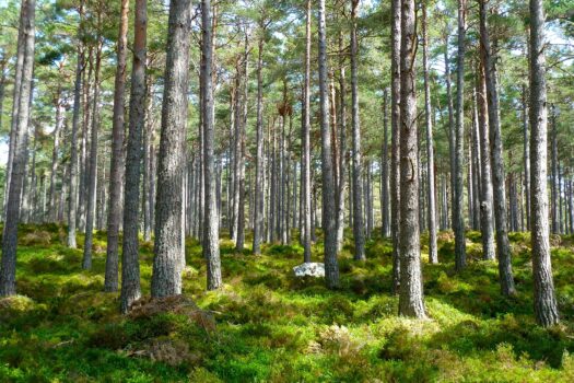 Oud gronddepot in Groningen wordt klimaatbestendig bos