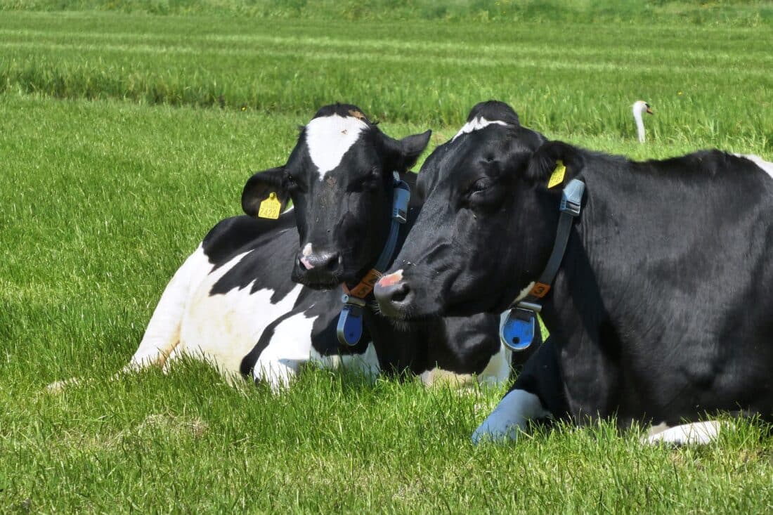 Extra subsidie voor agrariërs om stikstofuitstoot te verminderen