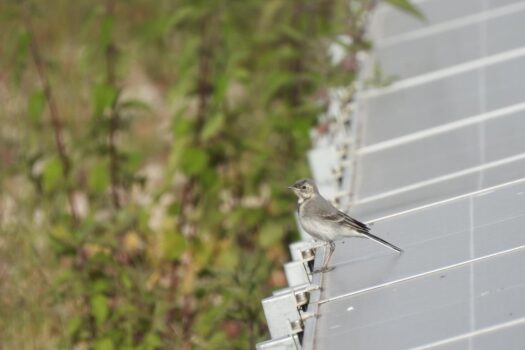 Ecologische inrichting van zonneparken kan natuur helpen